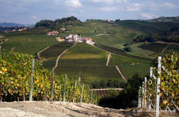 Priveliste panoramica dealuri cu vii Langhe Piemonte
