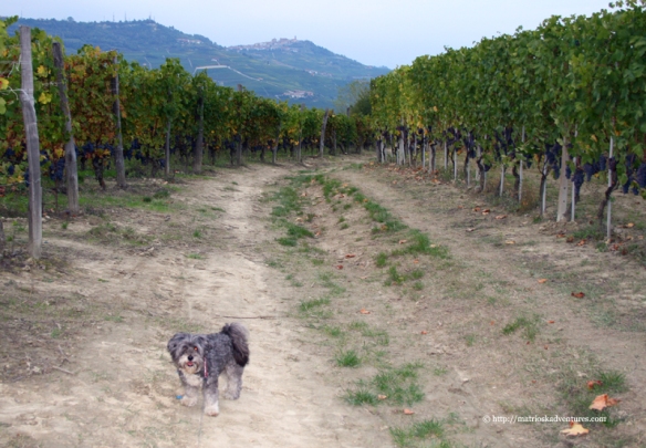 Plimbare pe dealurile Langhe Piemonte